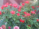 DSCN6869