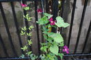 clematis Sunset