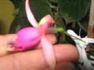 Picture My plants 711