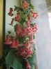 Picture My plants 725