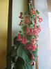Picture My plants 726