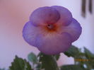 blueberry lemon