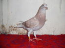 0203656-Jan Theelen