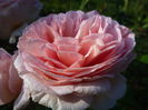 Abraham Darby