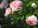 Abraham Darby