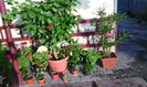 IMG_20140816_190414