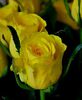 Yellow roses