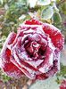 The Frozen Rose by AlexRozeHedge