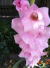 DSCF0004