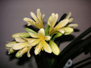 clivia citrina