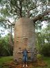 Adansonia fony