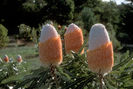 Banksia prionotes