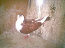98702979_FZHFXHO[1]