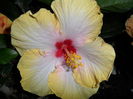 evangeline -floare pe seara