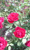 IMG_20140817_123956