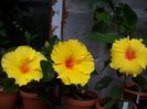100_7952 - Copy