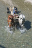 horses-in-water