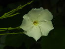 DSCN6962