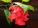 DSCN7061