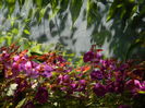 DSCN7065