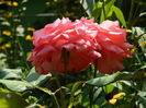 DSCN7077