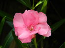 DSCN7079