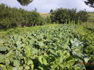 Guliile furajere cresc
