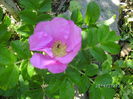 rosa rugosa