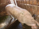 Porc de carne-York-1