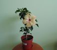DSC05293