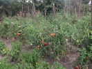 Picture 3757