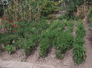 Picture 3763
