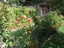 Picture 3781