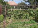 Picture 3783