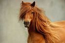 07-horses-with-better-hair