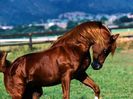 20-horses-with-better-hair