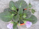Picture My plants 757