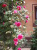 DSCF0260