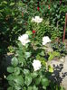 DSCF0382