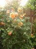 DSCF0178
