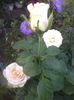 dimov73