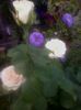 dimov73