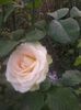 dimov 73