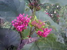 Clero bungei