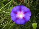 Morning Glory_Ipomoea (2014, Aug.08)