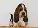 bassethound5(1)