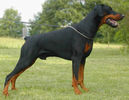 dobermann_ADULT