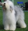 English-sheepdogs