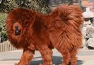 Red-Mastiff-Tibetan