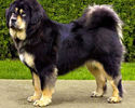 2002-mastiff tibetan
